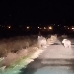 bal-avcisi-ayilar-ikinci-kez-ari-kovanini-saldirdi-IEa5Oi8p.jpg