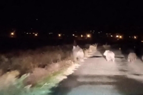 bal-avcisi-ayilar-ikinci-kez-ari-kovanini-saldirdi-IEa5Oi8p.jpg