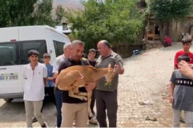 dag-kecisi-yetkililere-teslim-edildi-sCexSRGN.jpg