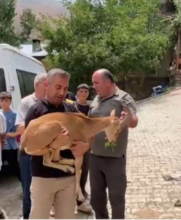 dag-kecisi-yetkililere-teslim-edildi-sCexSRGN.jpg