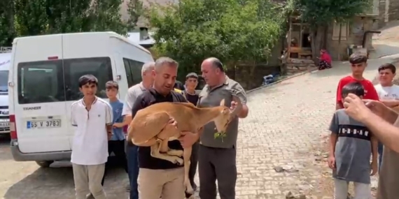 Dağ keçisi yetkililere teslim edildi