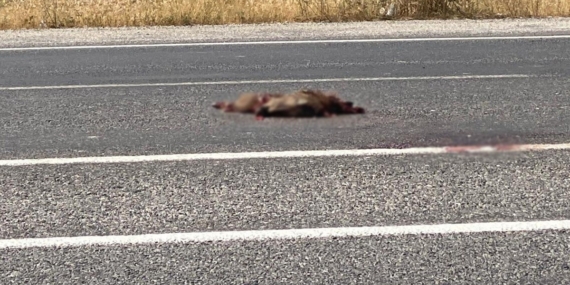 Van’da otomobil domuza çarptı