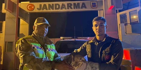 Kızıl şahin emin ellerde