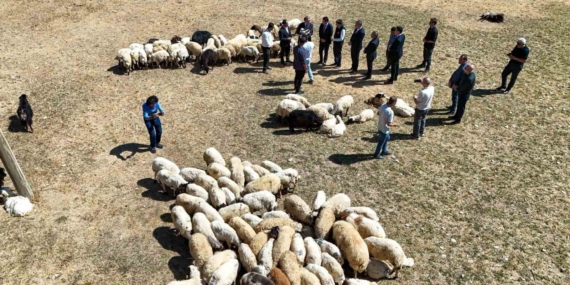 vali-balci-ciftcilerimize-240-bin-koyun-verdik-ttCBnexy.jpg