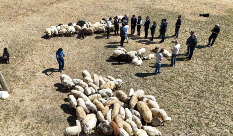 vali-balci-ciftcilerimize-240-bin-koyun-verdik-ttCBnexy.jpg