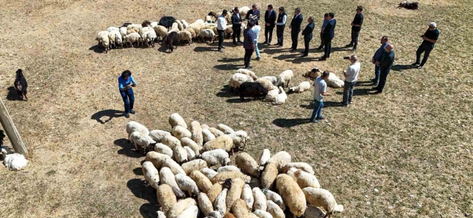 vali-balci-ciftcilerimize-240-bin-koyun-verdik-ttCBnexy.jpg