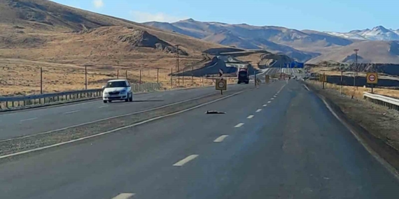 Van’da araçların çarptığı 2 tilki, 1 kartal ve 1 tavşan telef oldu