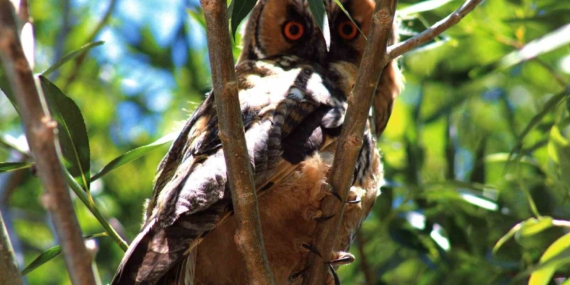 Özalp’te kulaklı orman baykuşu görüntülendi