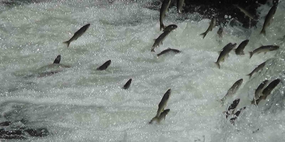 İnci kefalleri Van İl Jandarma Komutanlığı’na emanet