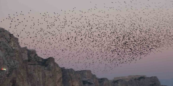 Van Kalesi’nde eşsiz bir gösteri: Sığırcık kuşları havada dans etti