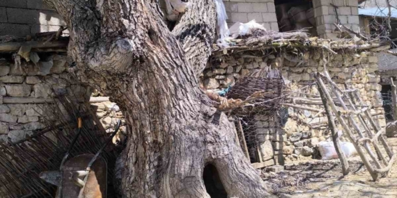 Çatak’ta ceviz ağacı ahırın üzerine devrildi