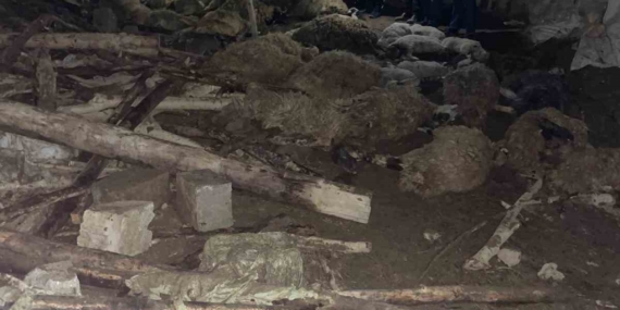 Van’da ahır çöktü: 56 küçükbaş hayvan telef oldu